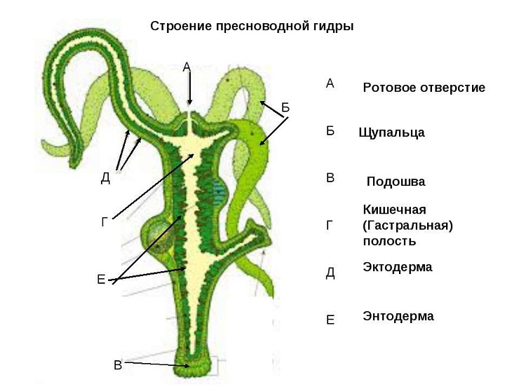 Ссылка на гидру в тор